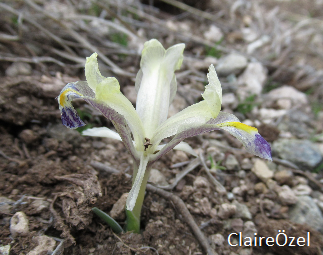 Iris galatia
